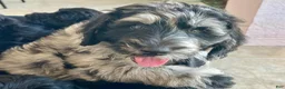 Goldendoodle dogs for sale: Cowboy (Dark Blue Collar) - Ad 4