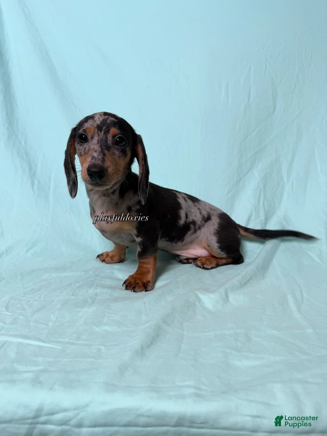 Miniature Dachshund dogs for sale: Black and Tan Silver Dapple Smooth Coat Male AKC  - Ad 2