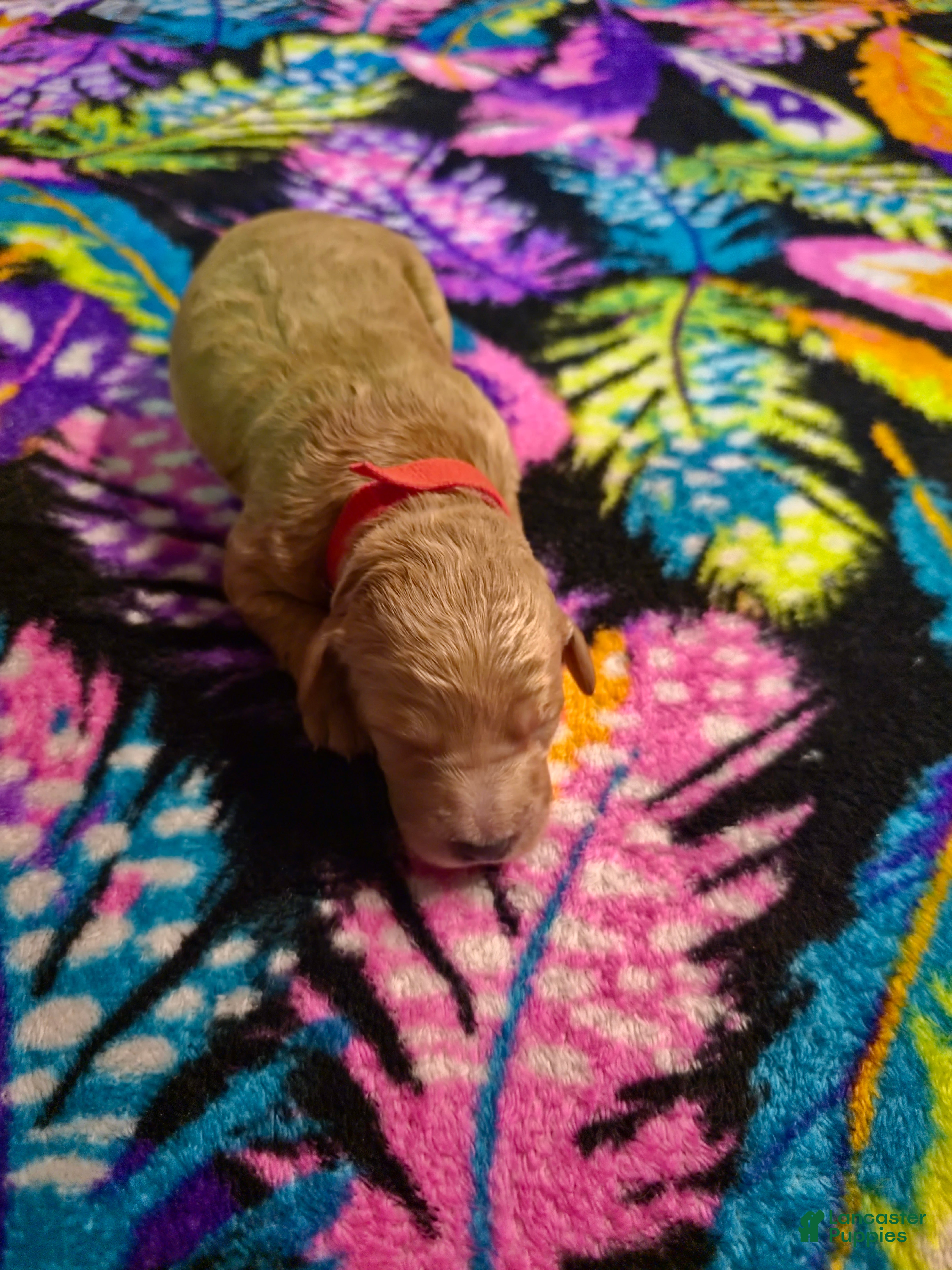 Mini Goldendoodle dogs daisy  - Ad 1