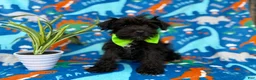 Miniature Schnauzer dogs for sale: Valentino - Ad 4