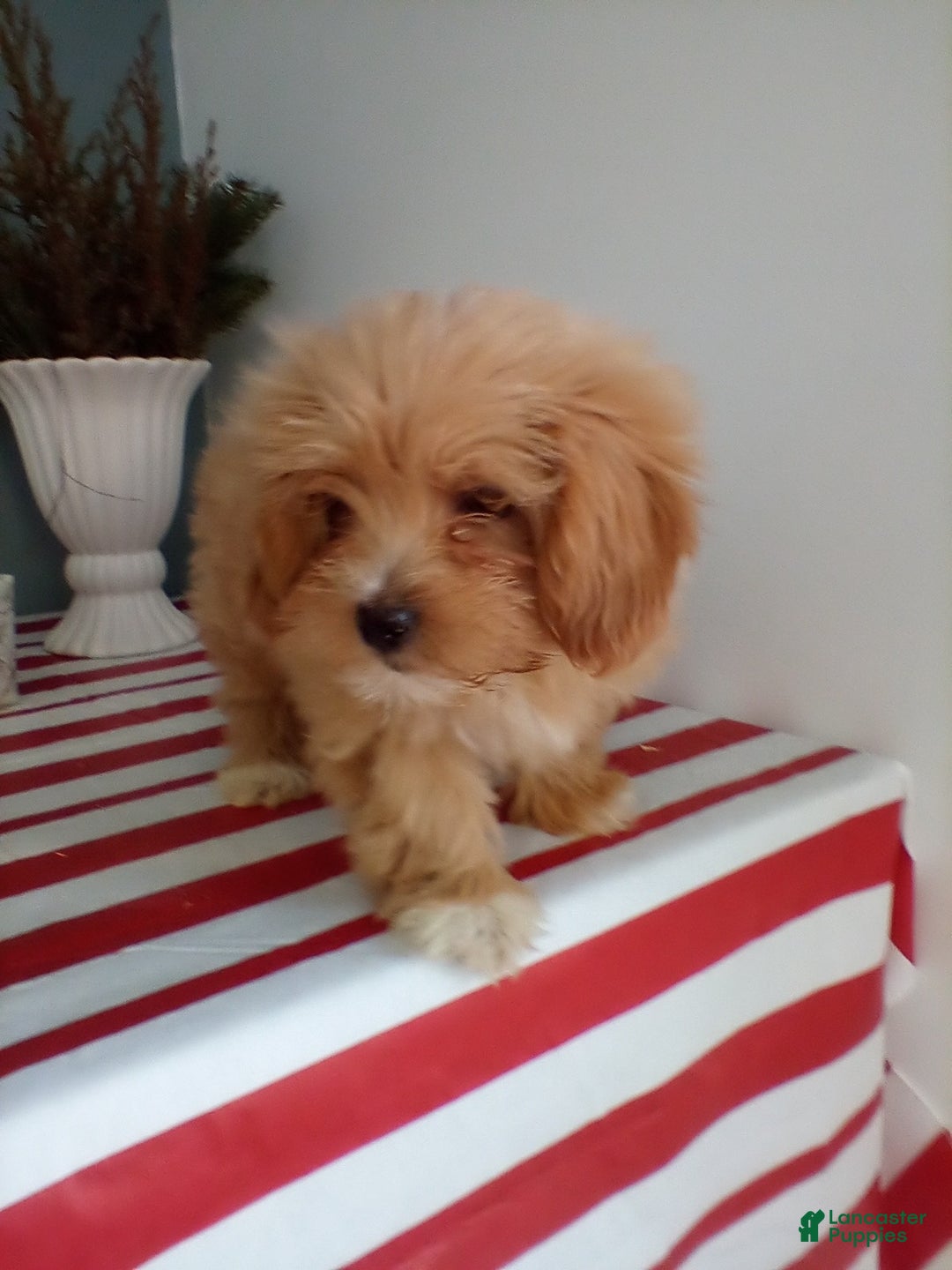 Lhasapoo dogs for sale: Gigi - Ad 3