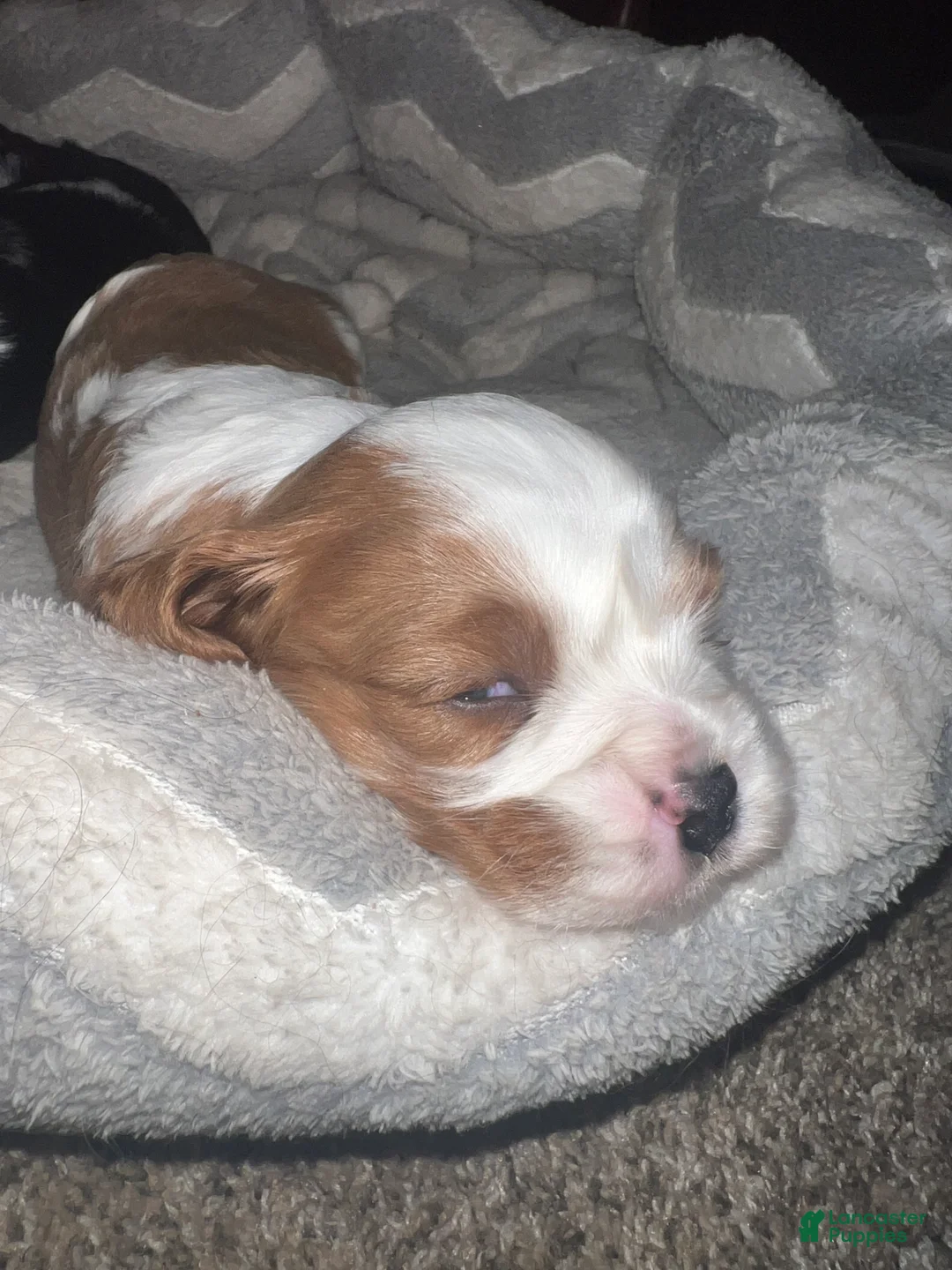 Cavalier King Charles Spaniel dogs for sale: Lincoln - Ad 2