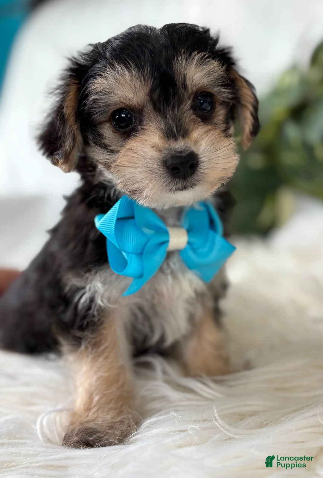 Morkie dogs for sale: Preston - Ad 2