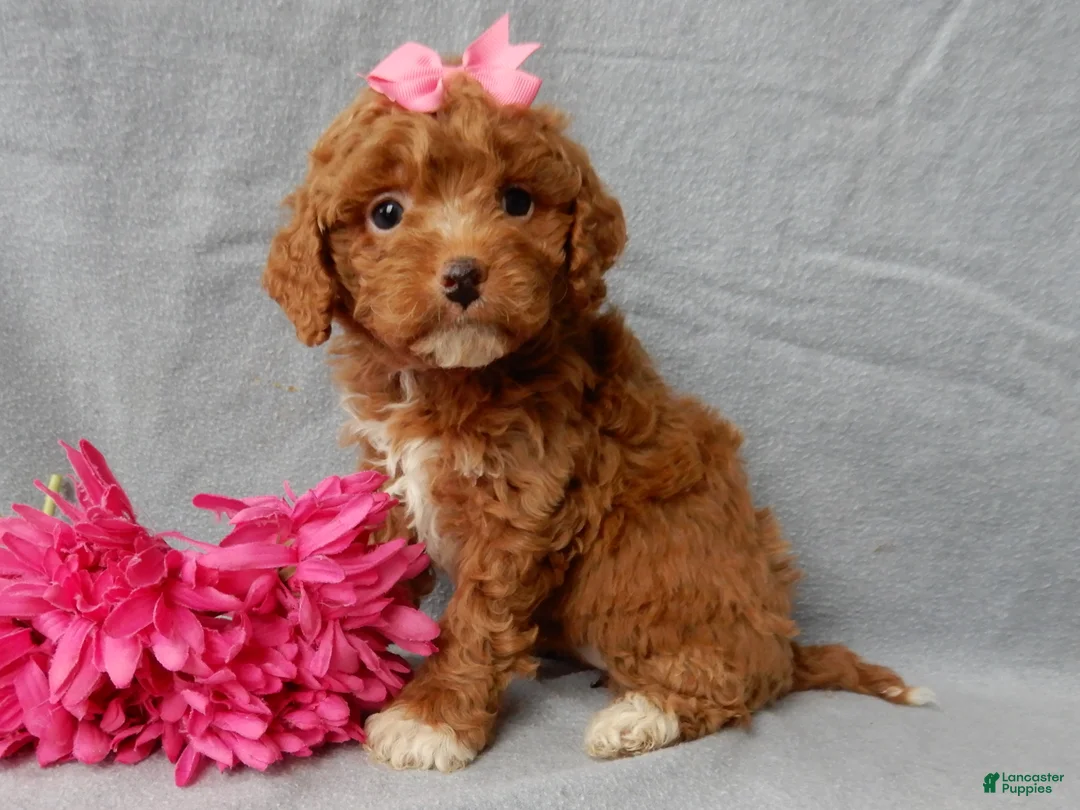 Cavapoo dogs for sale: Eliza - Ad 1