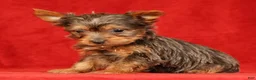 Yorkshire Terrier dogs for sale: Honey - Ad 4