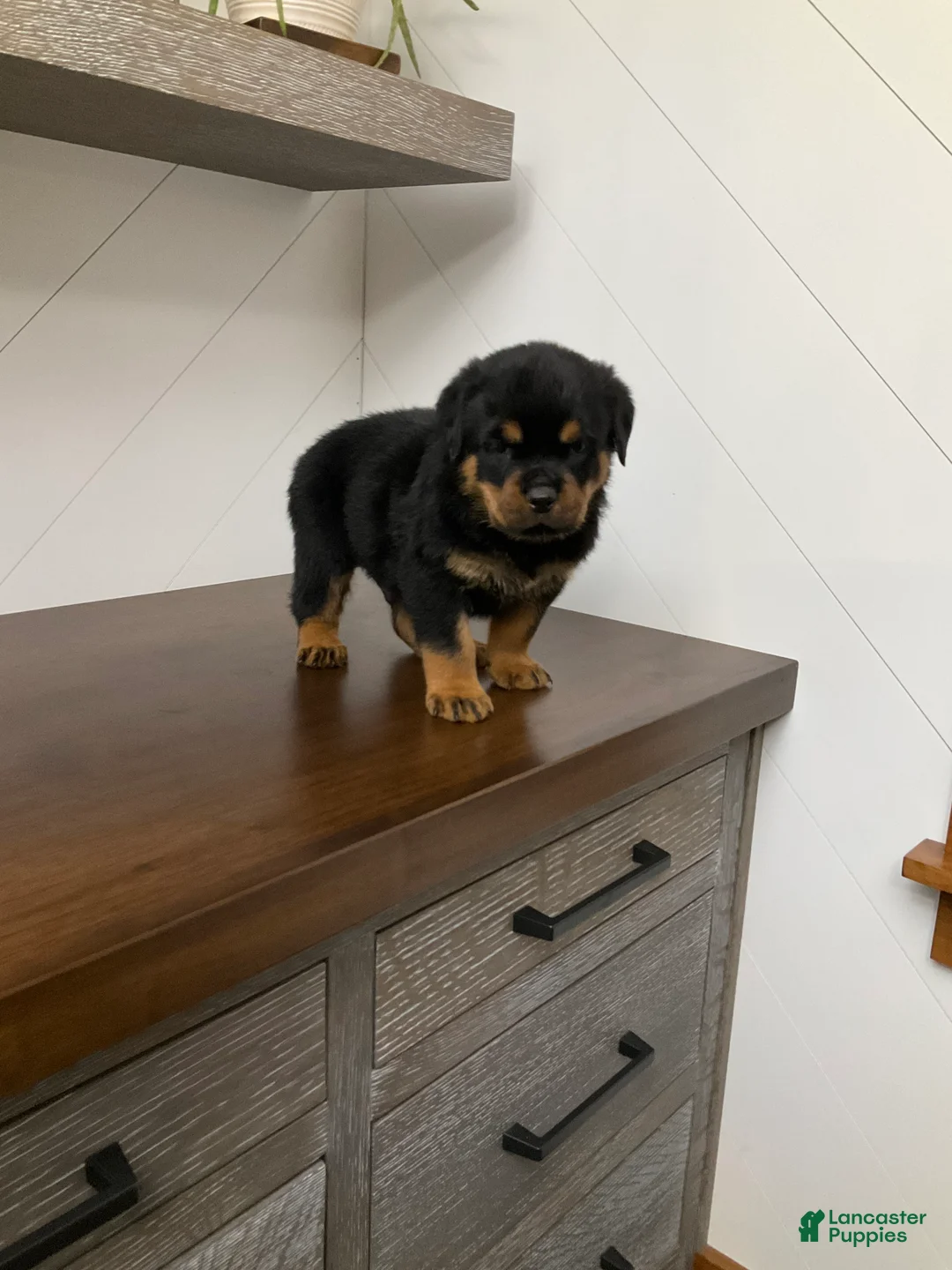Rottweiler dogs for sale: Rottweiler Puppy 3 - Ad 5