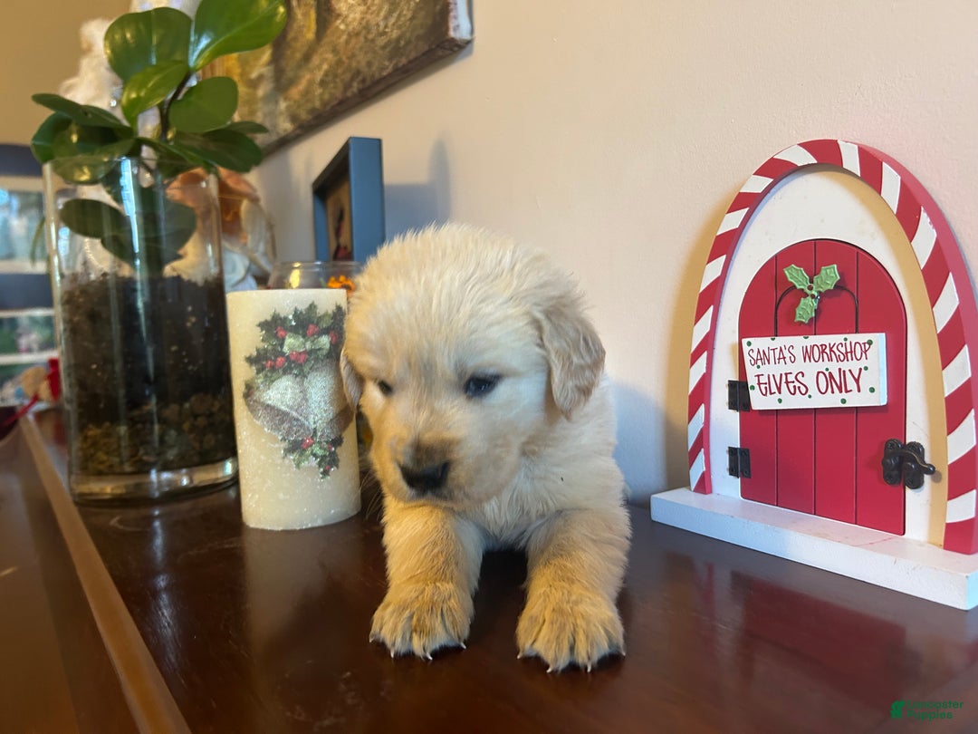 Golden Retriever dogs for sale: Joy - Ad 4