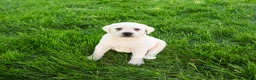 Labrador Retriever dogs for sale: Percival  - Ad 4