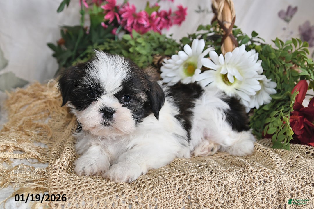 Shih Tzu dogs for sale: Ashley - Ad 5