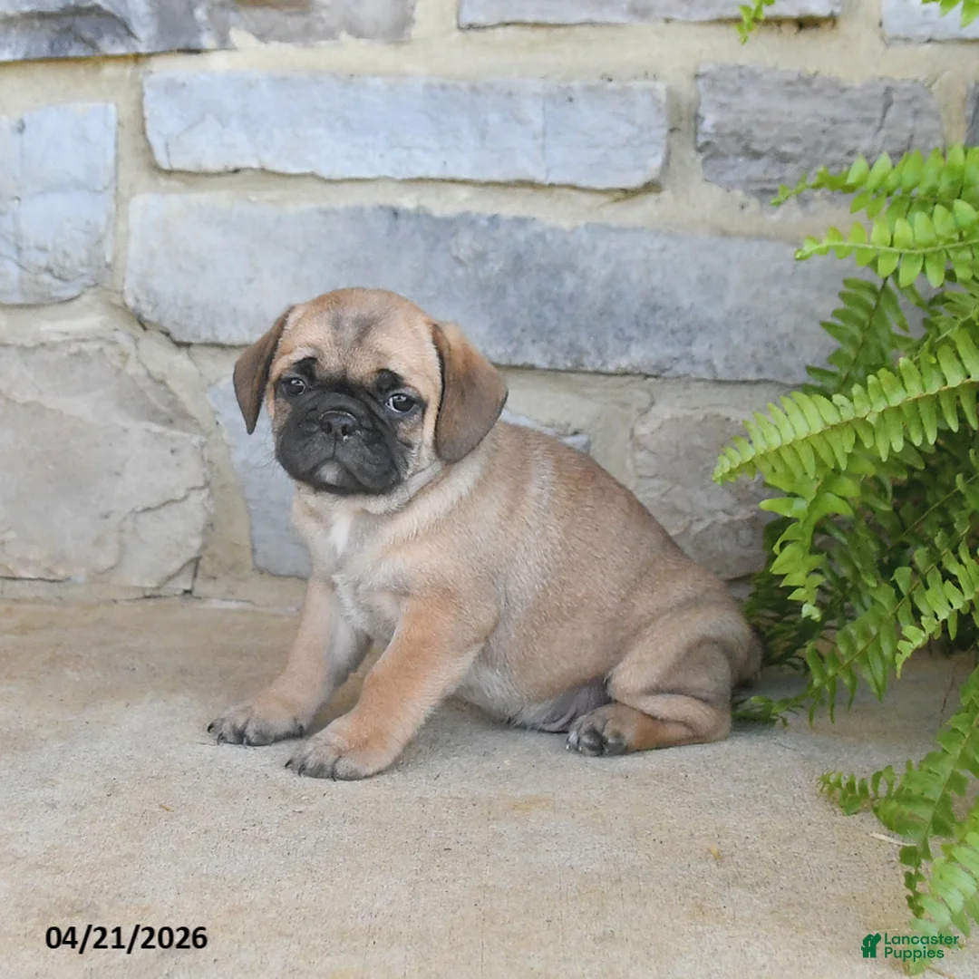 Frug dogs for sale: Hershey - Ad 1