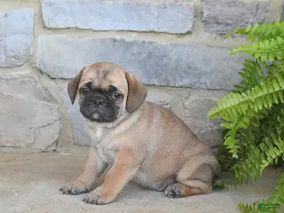 Frug dogs for sale: Hershey - Ad 1