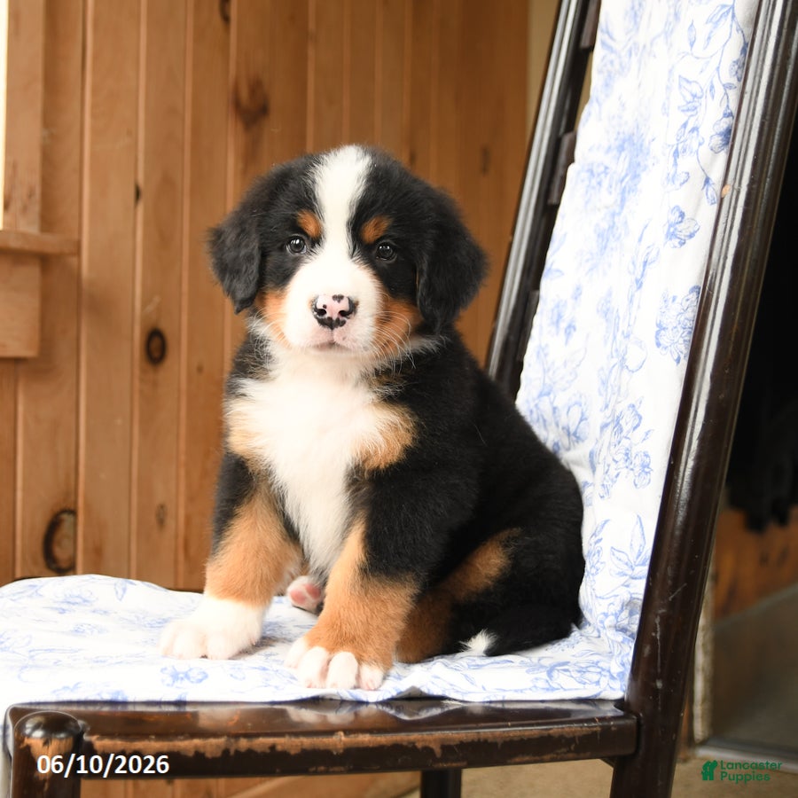 Bernese Mountain Dog dogs Buster - Ad 1