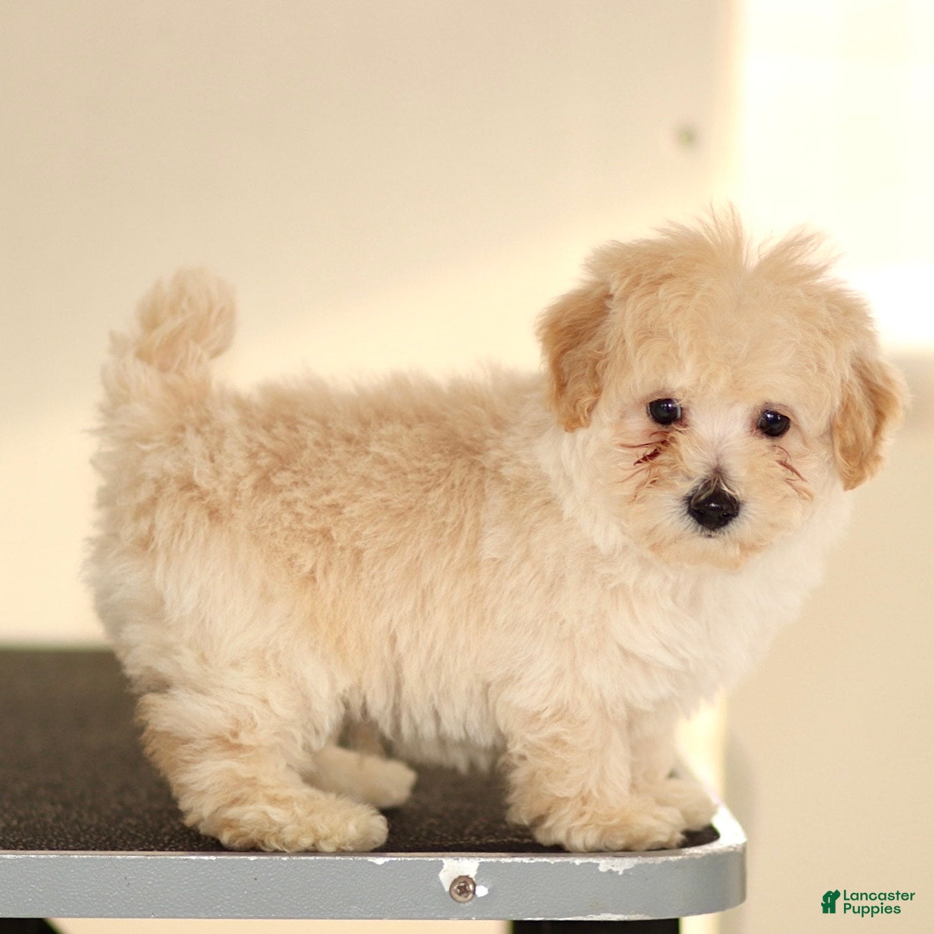 Toy Poodle dogs Lucky - Ad 1