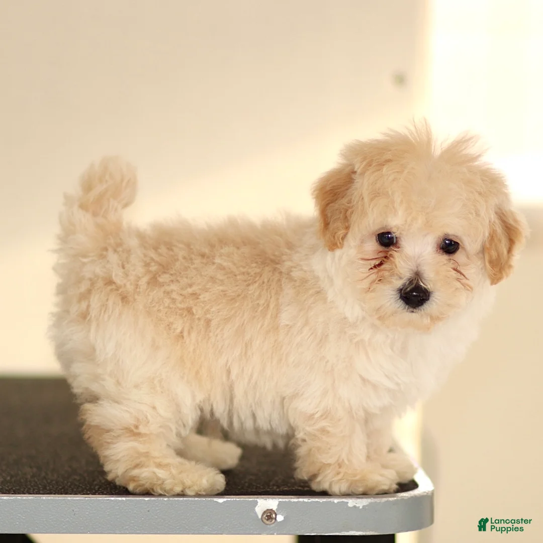 Toy Poodle dogs for sale: Lucky - Ad 2