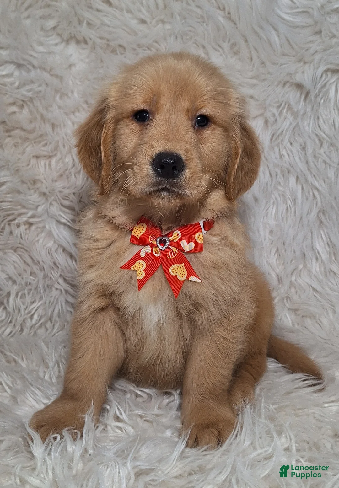 Golden Retriever dogs for sale: Rio - Ad 2