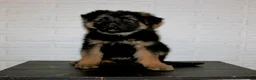 German Shepherd dogs for sale: Teton - Ad 7