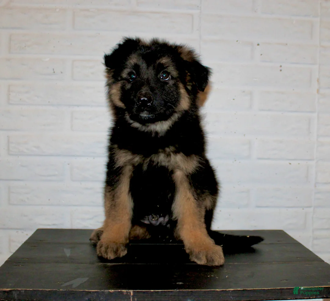 German Shepherd dogs for sale: Teton - Ad 7