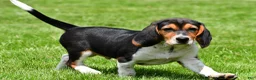 Beagle dogs for sale: Sammy - Ad 6