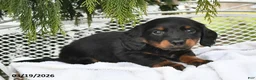 Miniature Dachshund dogs for sale: Parker - Ad 5