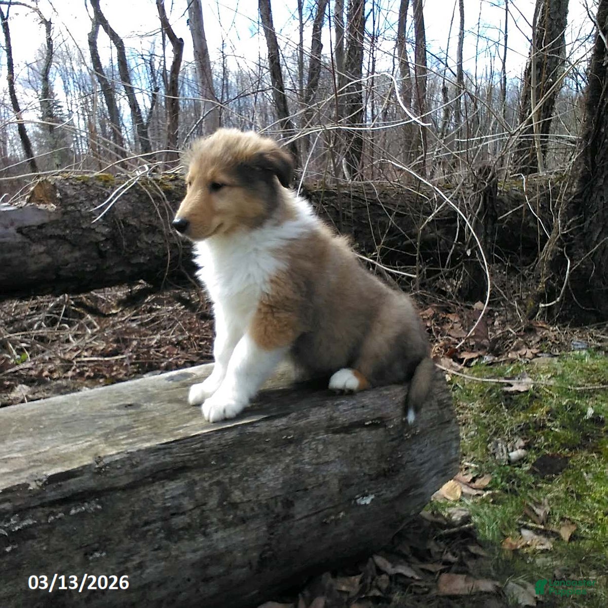 Collie dogs Prince   - Ad 1