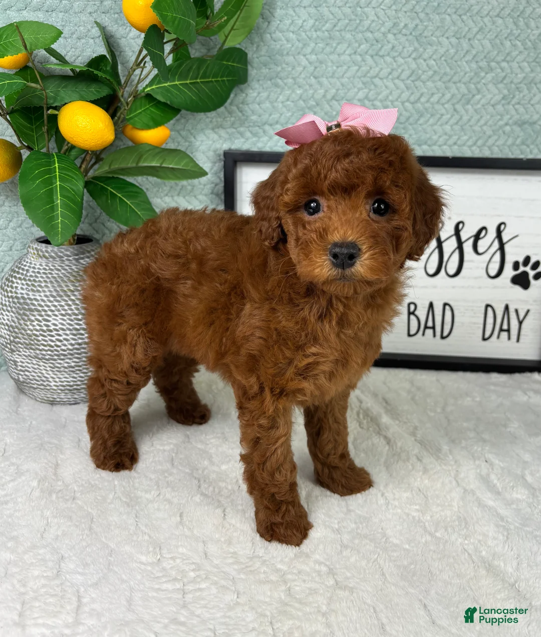Mini Goldendoodle dogs for sale: Grace - Ad 4