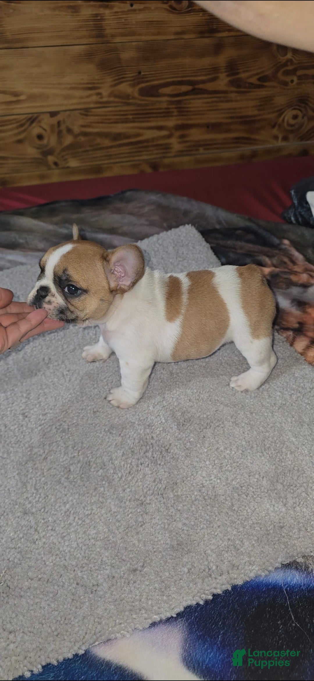 French Bulldog dogs for sale: French Bulldog Puppy 1 - Ad 3