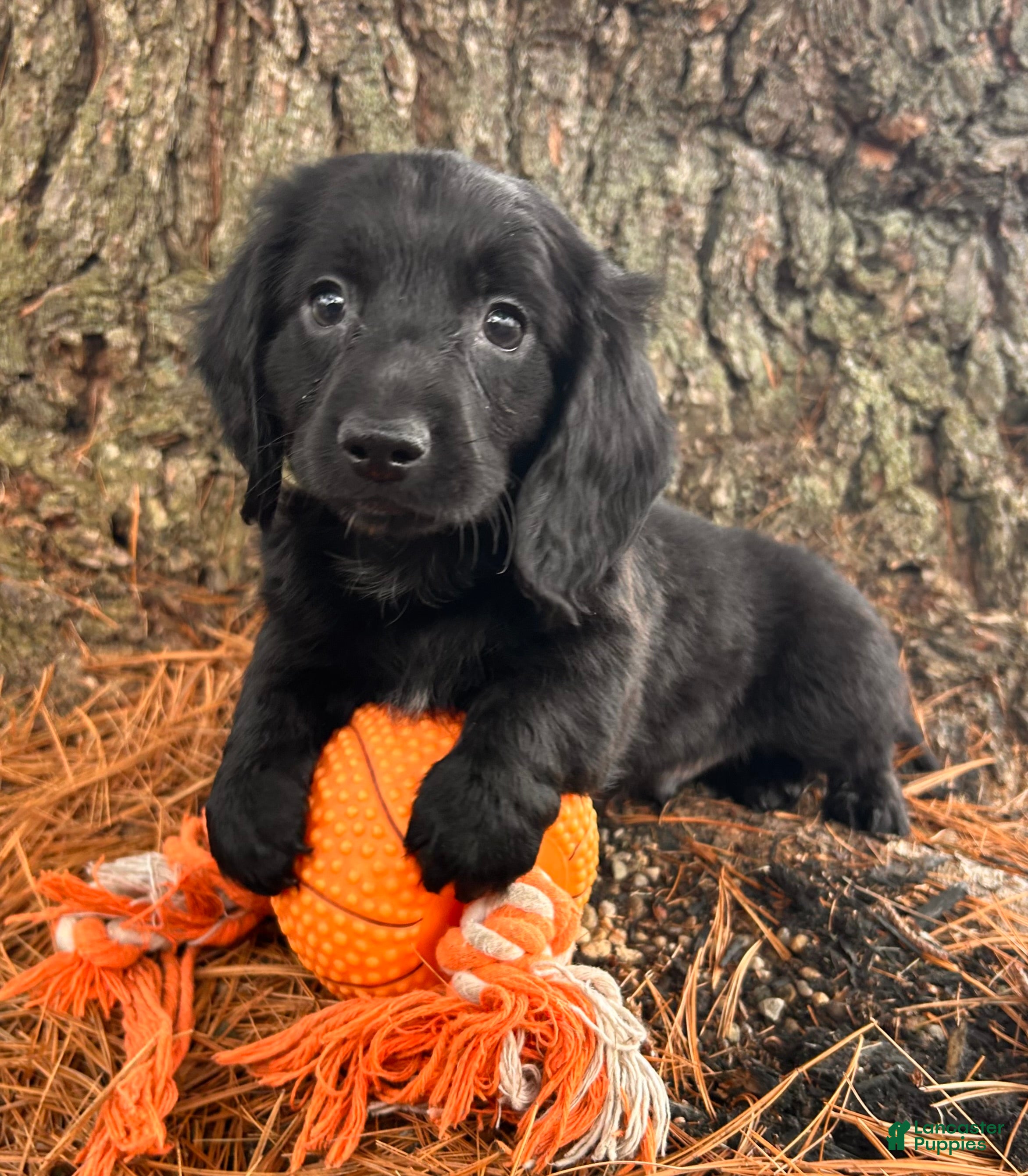 Dachshund dogs Oslo - Ad 1