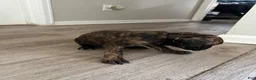 Cane Corso dogs for sale: Cane Corso 5 - Ad 6
