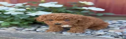 Toy Poodle dogs for sale: Pepper - Ad 6
