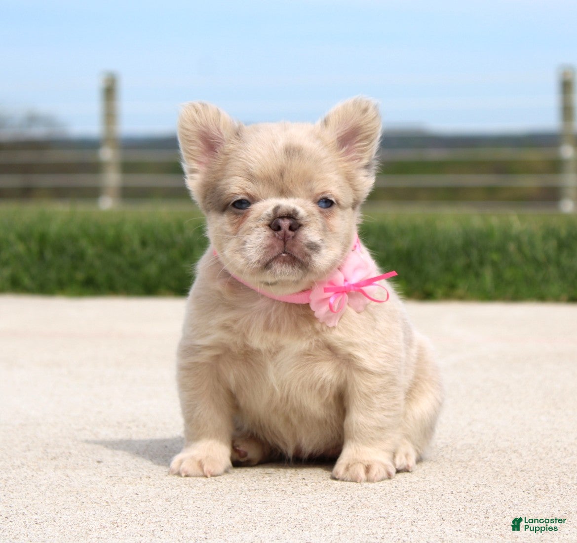French Bulldog dogs Misty - Ad 2