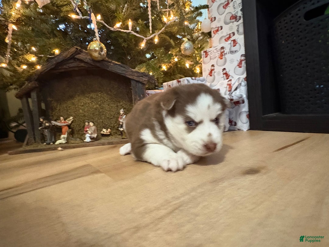 Mixed Breed dogs for sale: Sally - Ad 9