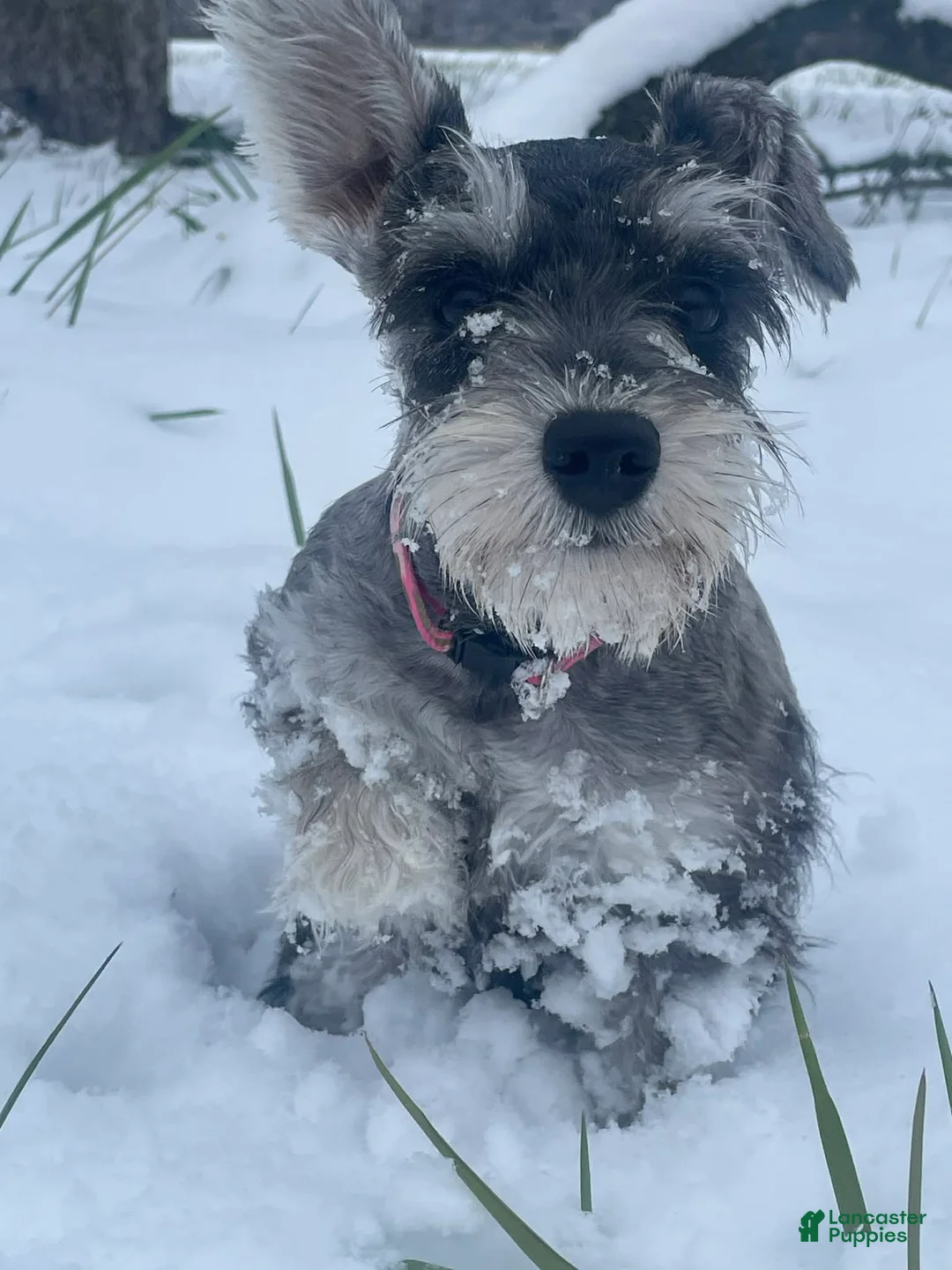 Miniature Schnauzer dogs for sale: Miniature Schnauzer Puppy 1 - Ad 1
