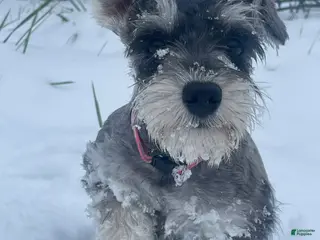 Miniature Schnauzer dogs Miniature Schnauzer Puppy 1 - Ad 42