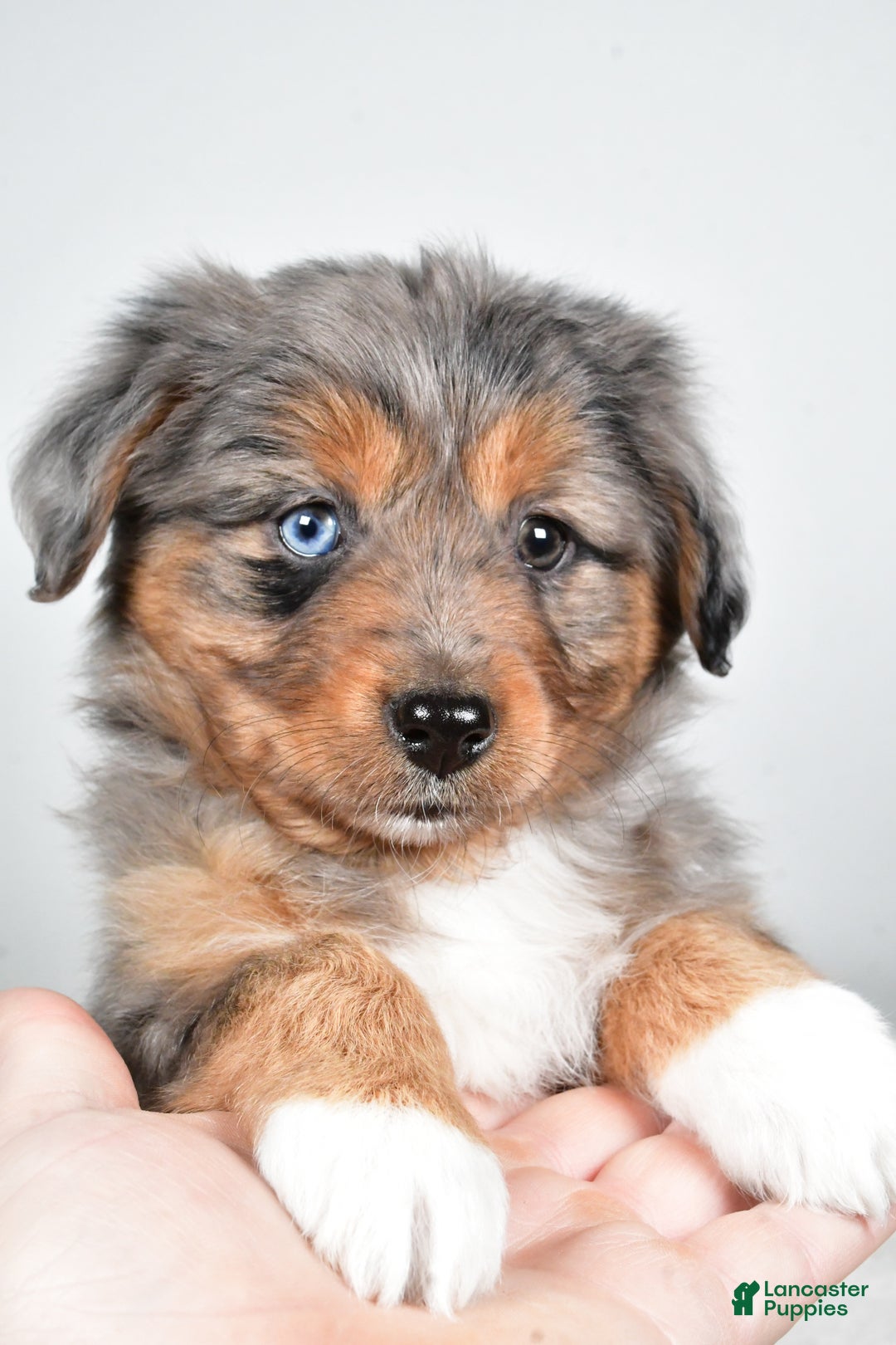 Miniature Australian Shepherd dogs for sale: Roscoe - Ad 4