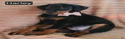 Doberman Pinscher dogs for sale: Harley - Ad 3