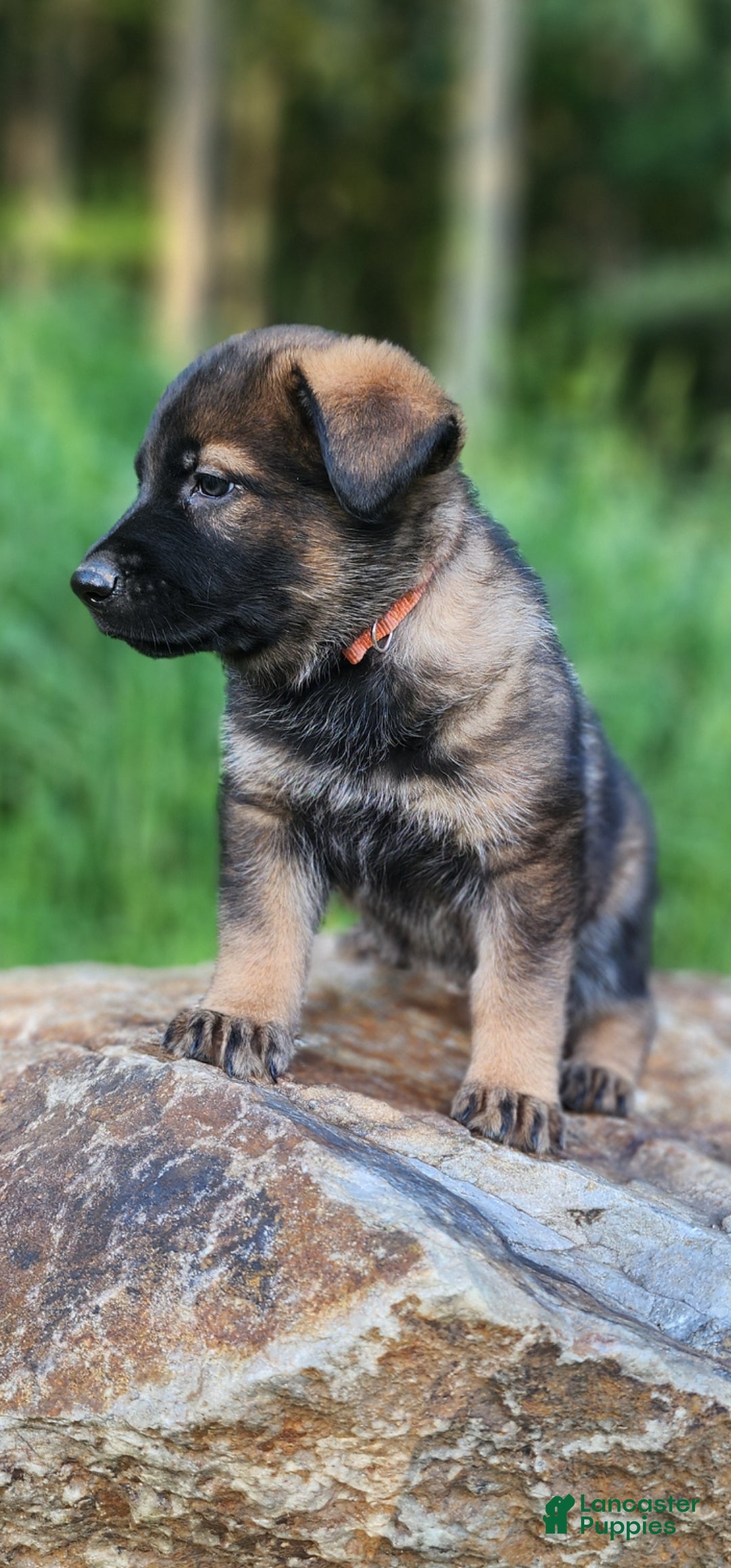 German Shepherd dogs Taska - Ad 2