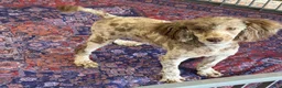 Miniature Poodle dogs for sale: Speckles - Ad 4
