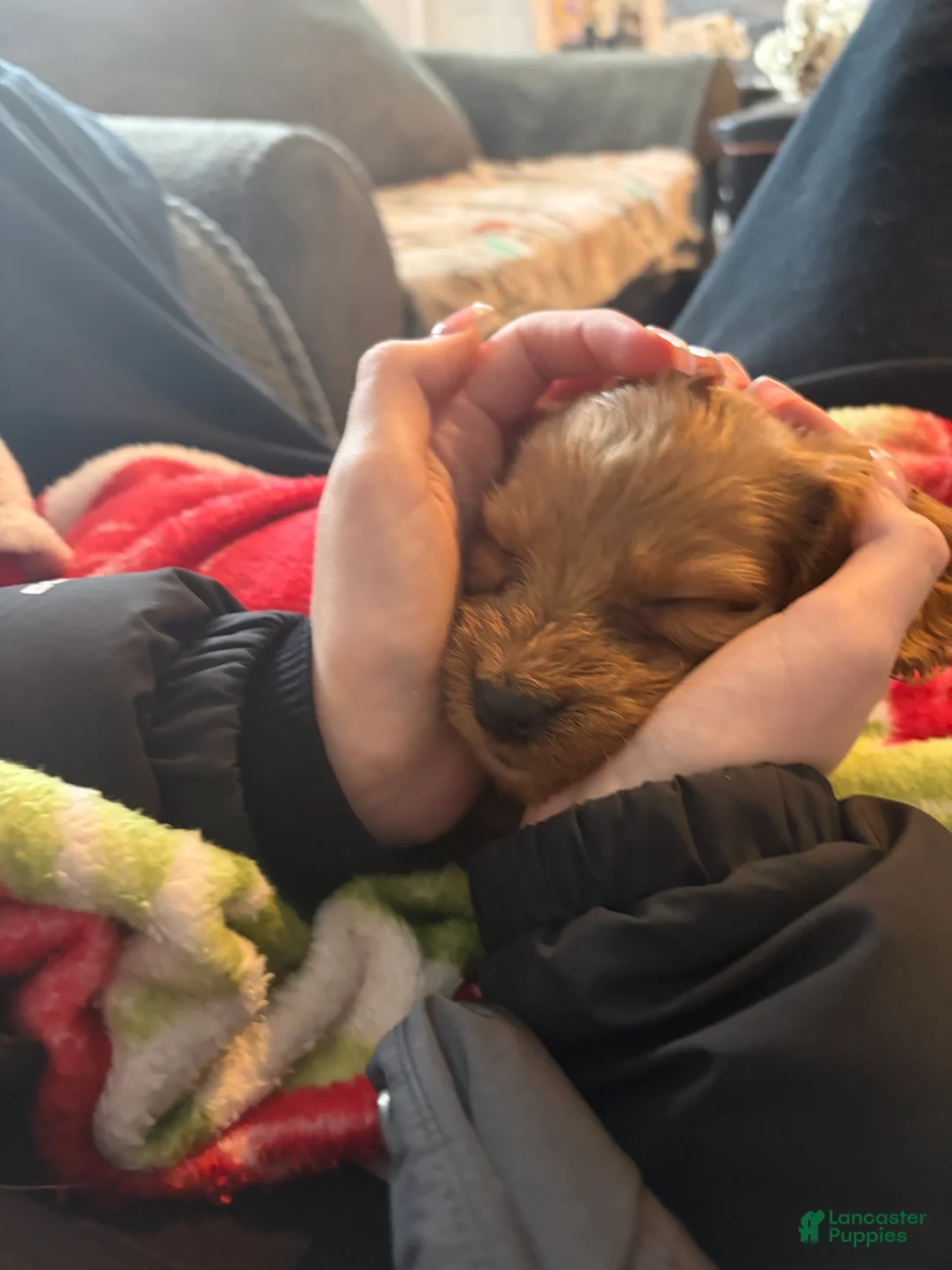 Mini Goldendoodle dogs for sale: Mini Goldendoodle Puppy 1 - Ad 6