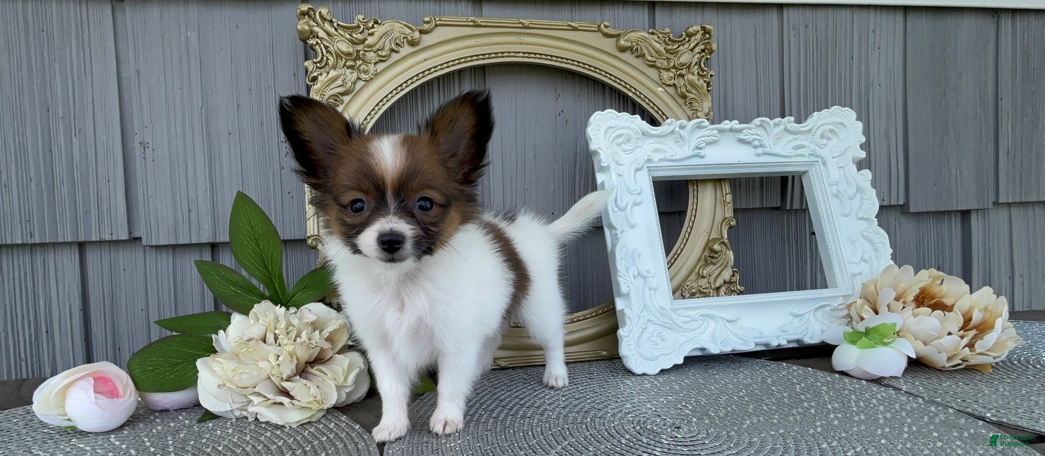Papillon dogs Honey - Ad 1