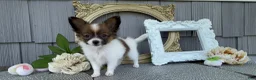 Papillon dogs for sale: Honey - Ad 1