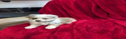Pomapoo dogs for sale: Blane  - Ad 5