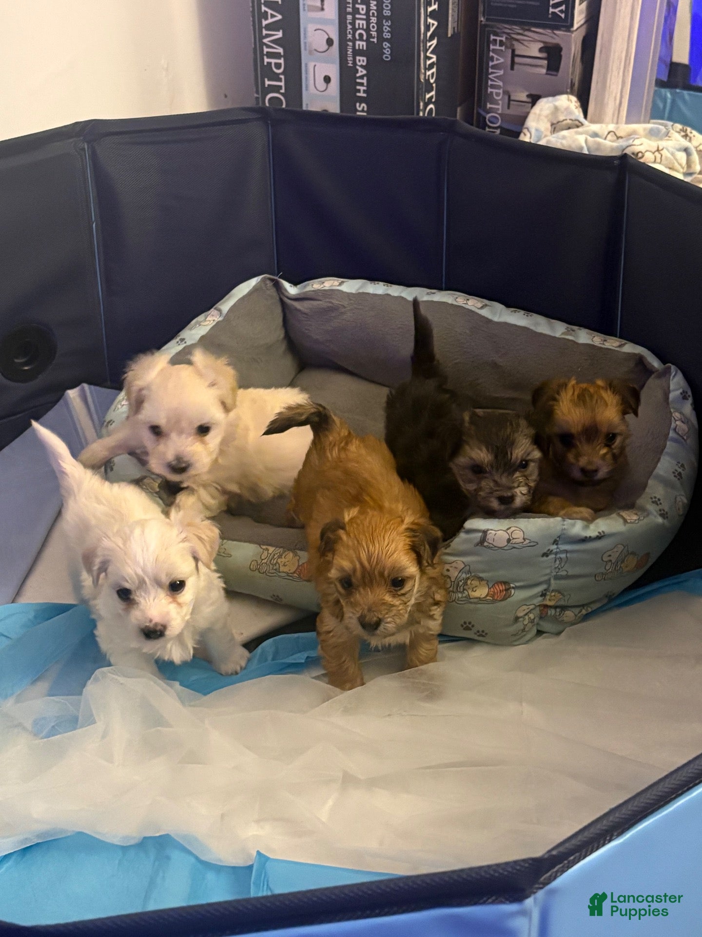Morkie dogs Morkie 3 - Ad 21