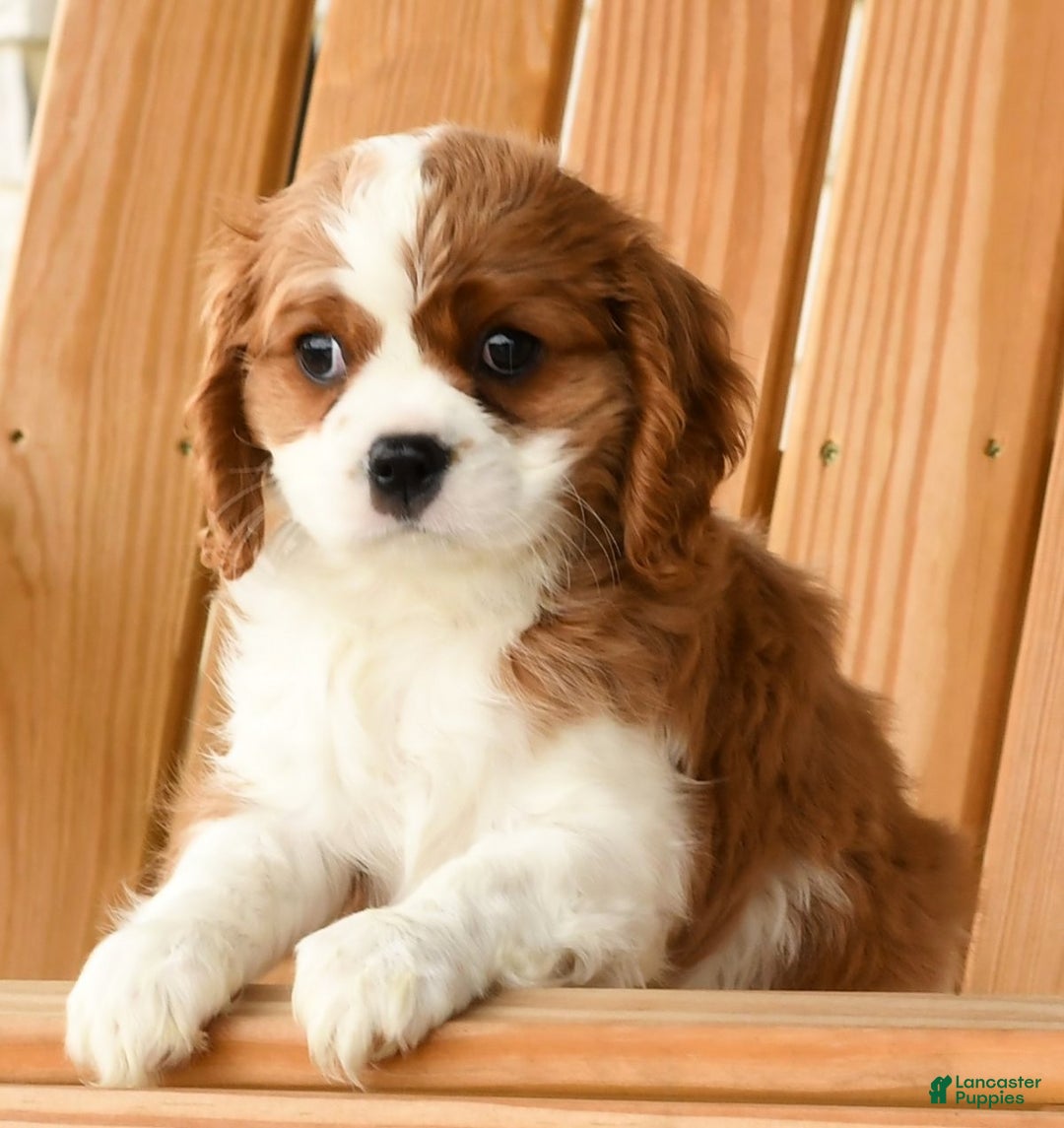 Cavalier King Charles Spaniel dogs for sale: Charlie - Ad 11