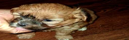 Mixed Breed dogs for sale: Mixed Breed 1 - Ad 2