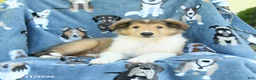 Collie dogs for sale: Ocean - Ad 3