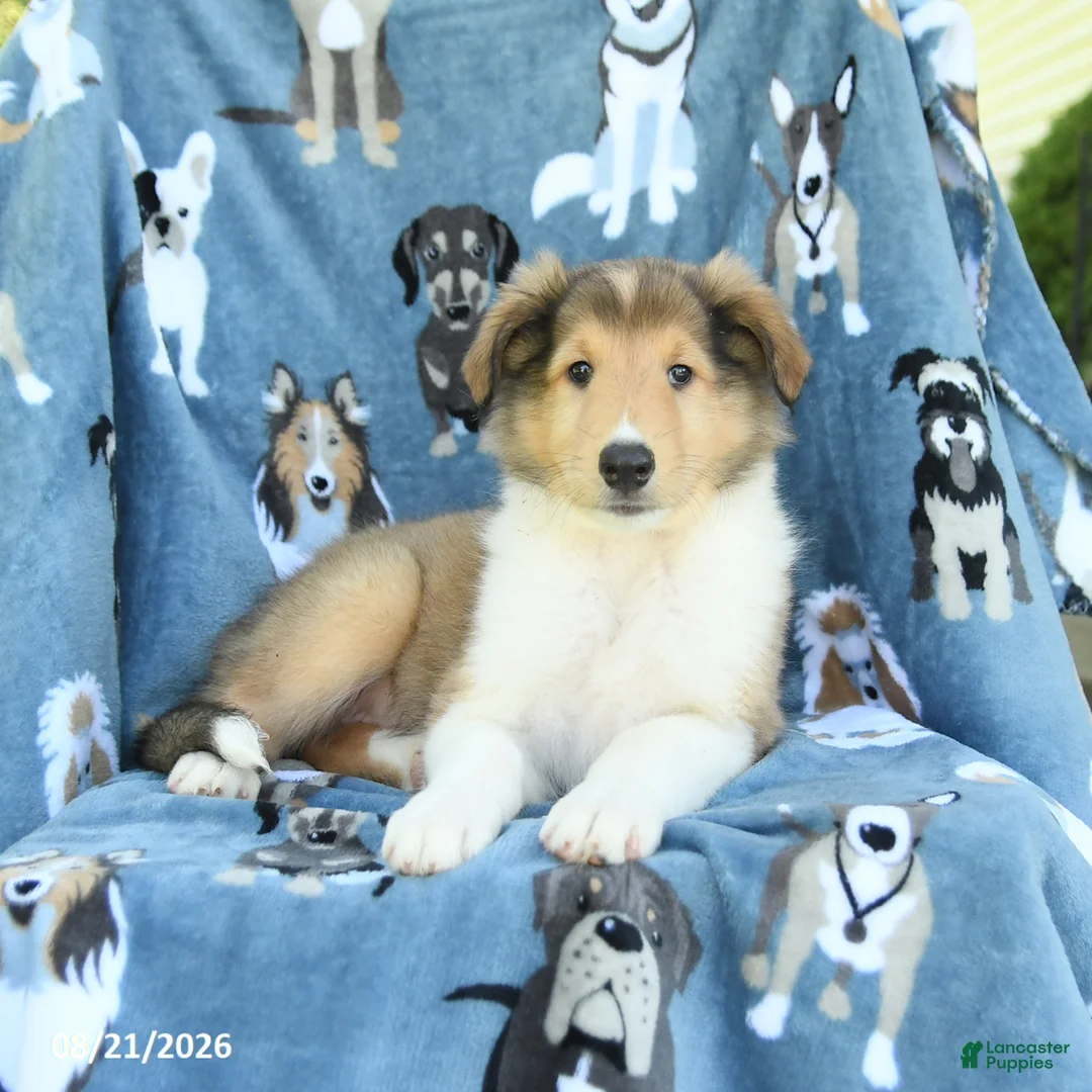 Collie dogs for sale: Ocean - Ad 3