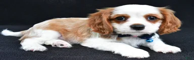 Rusty