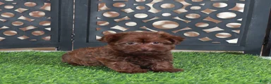 Brick Stunning Red Yorkie-poo Puppy
