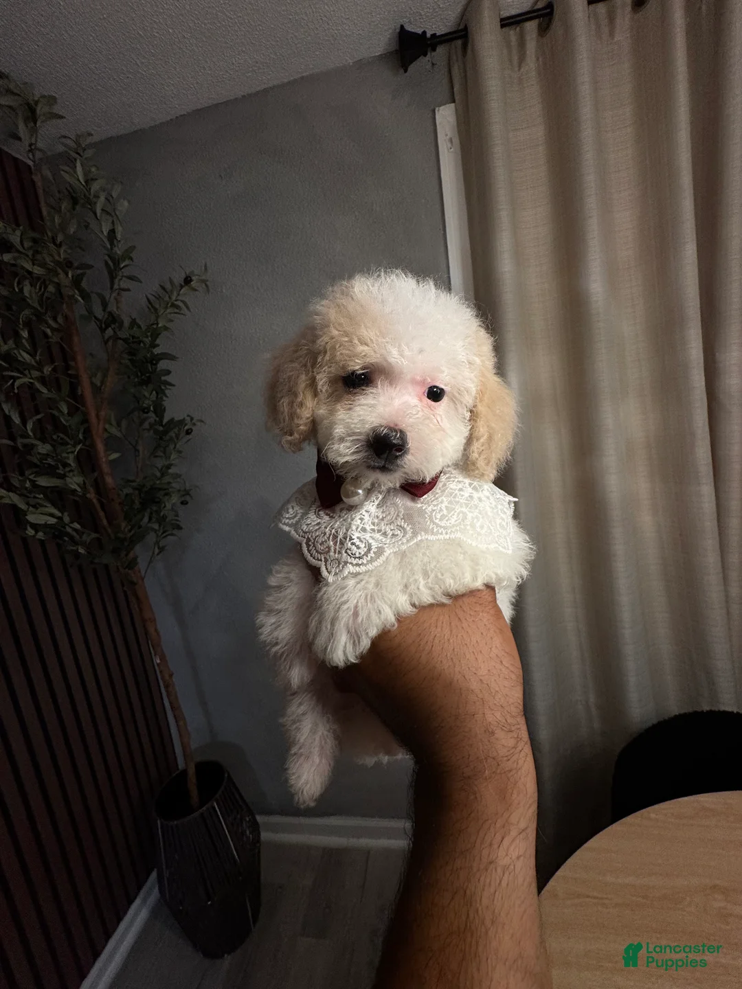 Bichpoo dogs for sale: Sofia - Ad 2
