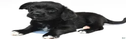 Mixed Breed dogs for sale: Kyle - Ad 5